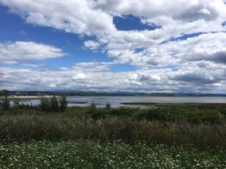 Green view of field along with lake and sky filled with clouds