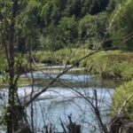 view of river and forest